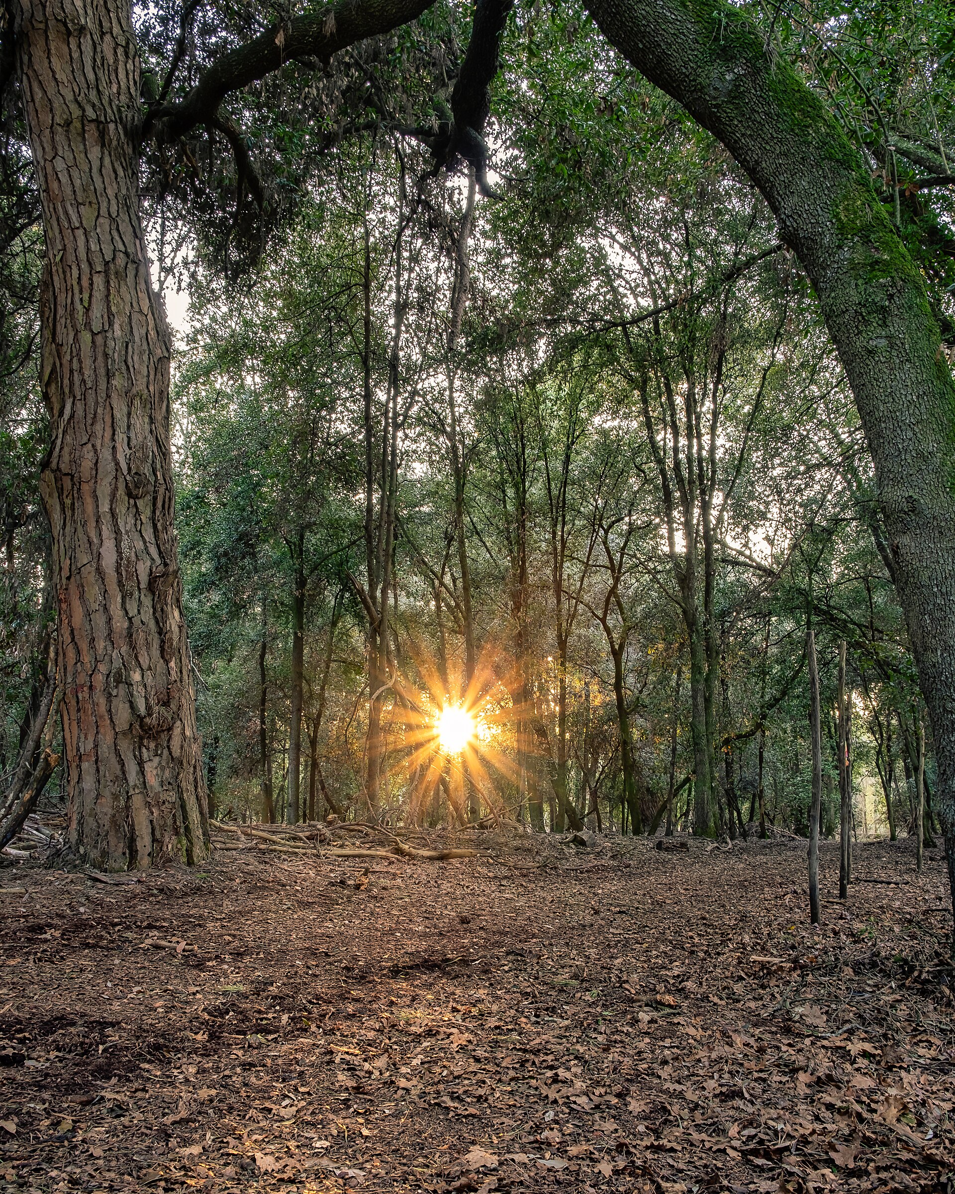 Parco San Rossore: wilde Natur bei Pisa