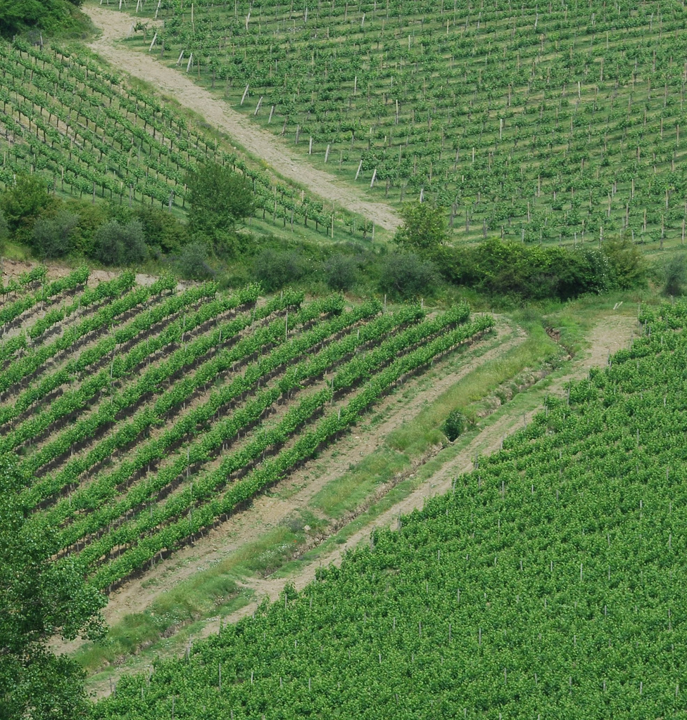 Vini toscani vicino a Pisa: guida alle cantine e ai calici